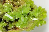 Apple-Green Pyromorphite Crystal Cluster - China #179817-4